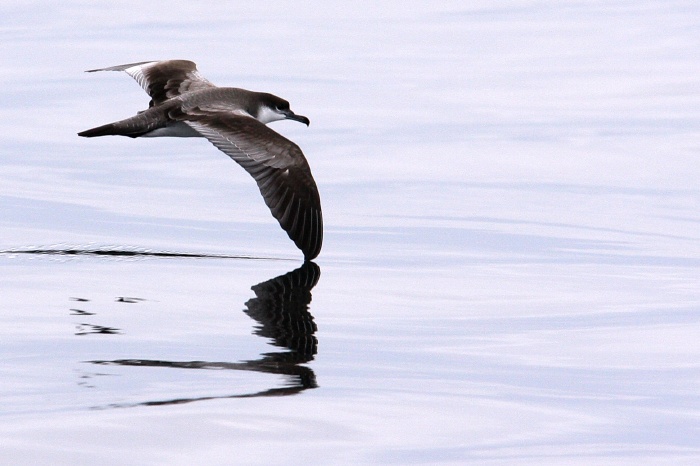 Buller's Shearwater